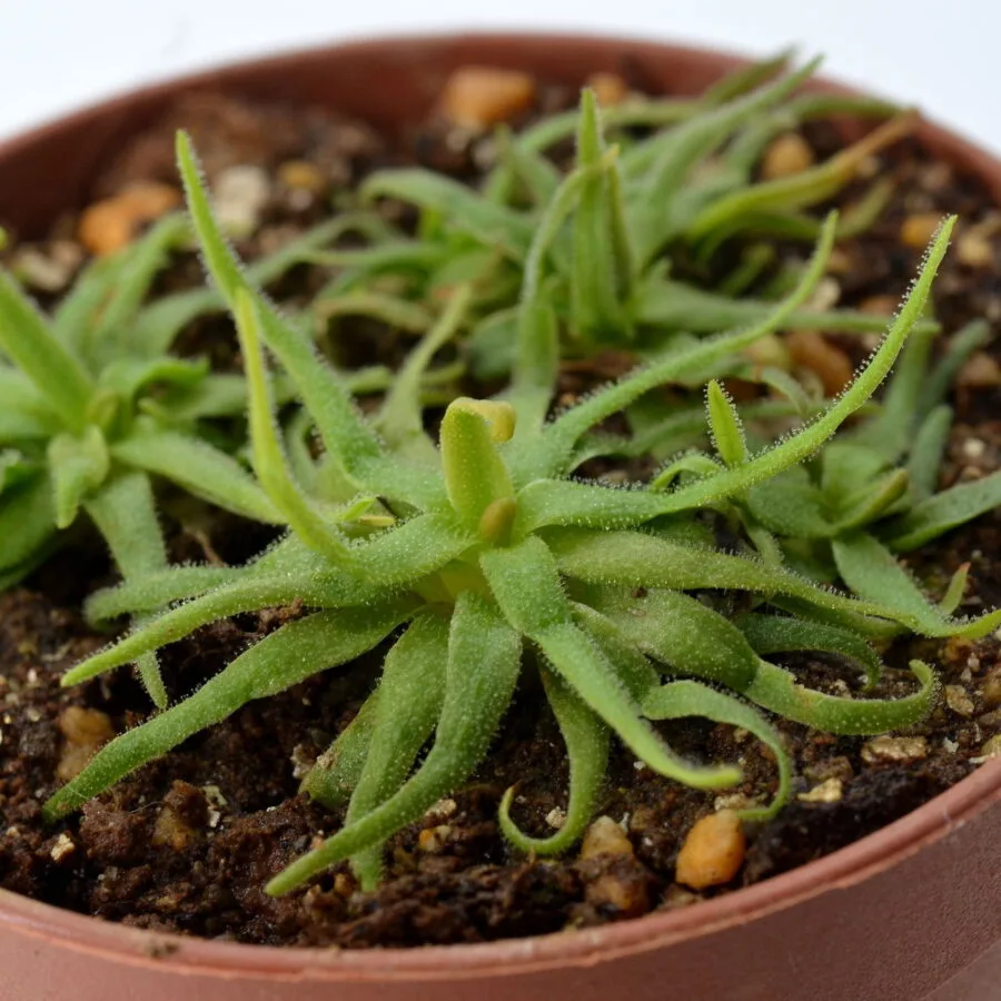 Pinguicula heterophylla