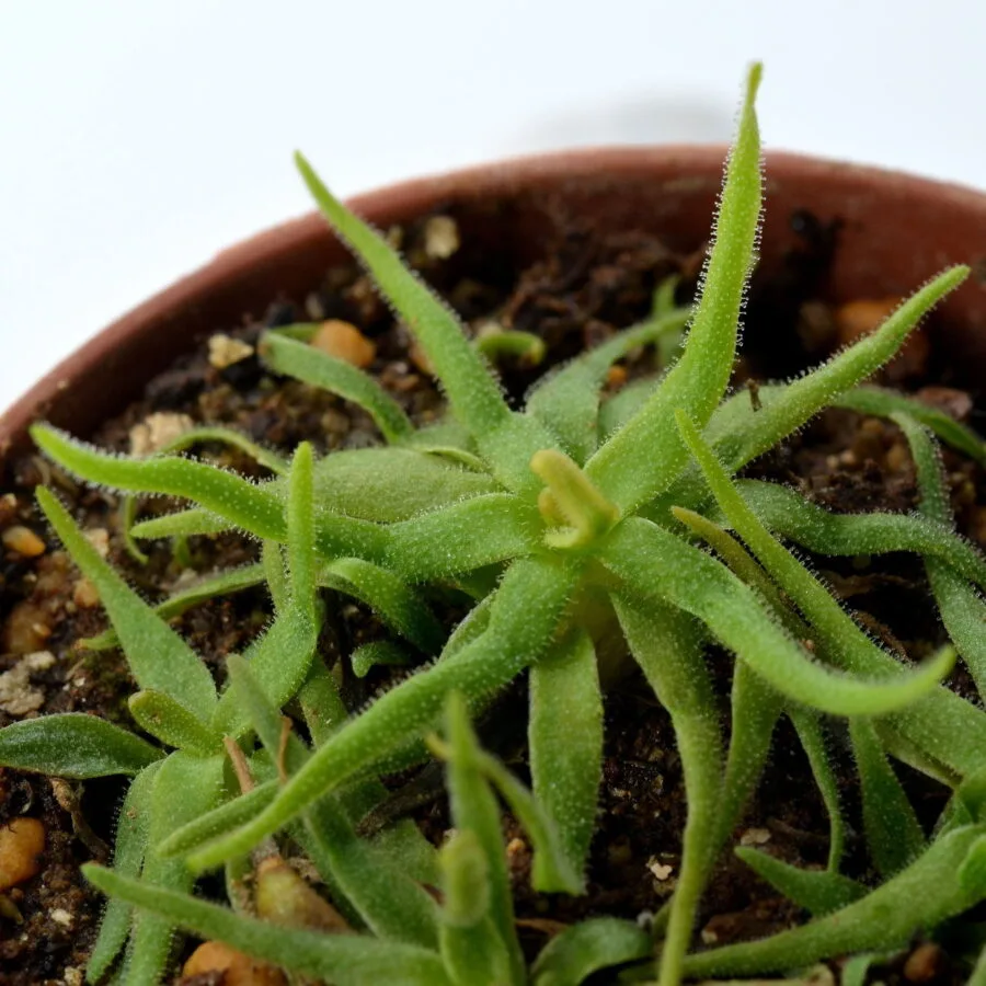 Pinguicula heterophylla