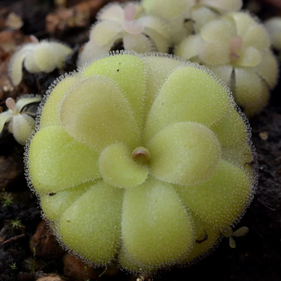 Pinguicula huatla