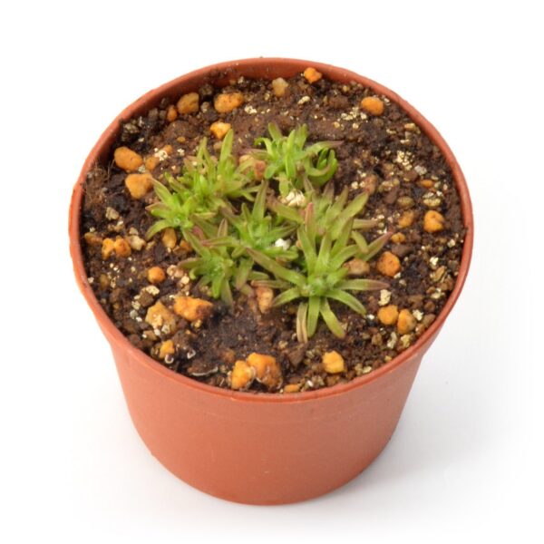 Pinguicula immaculata