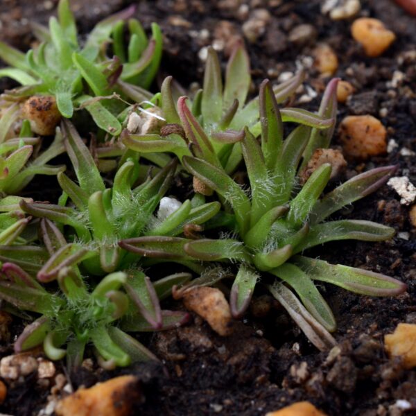Pinguicula immaculata