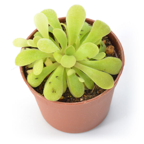Pinguicula laxifolia