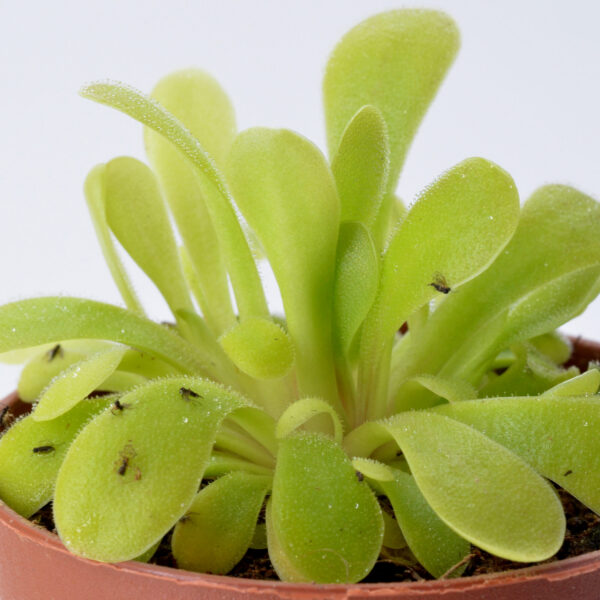 Pinguicula laxifolia