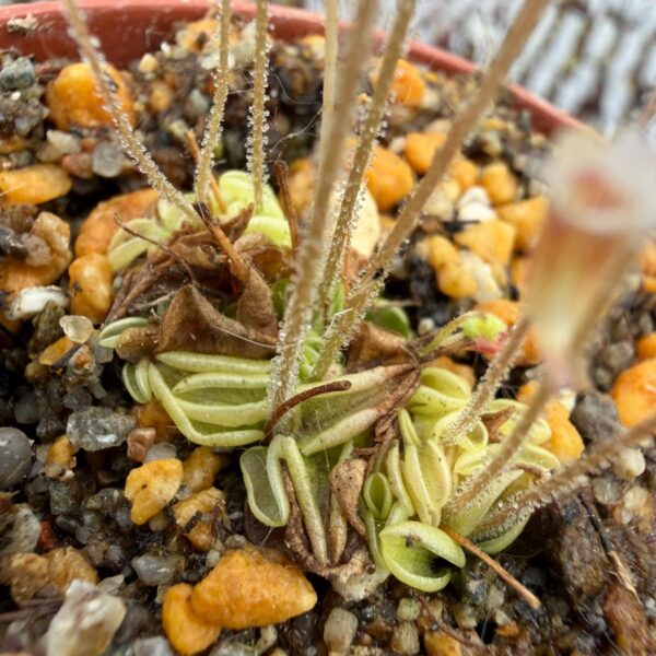 Pinguicula lusitanica