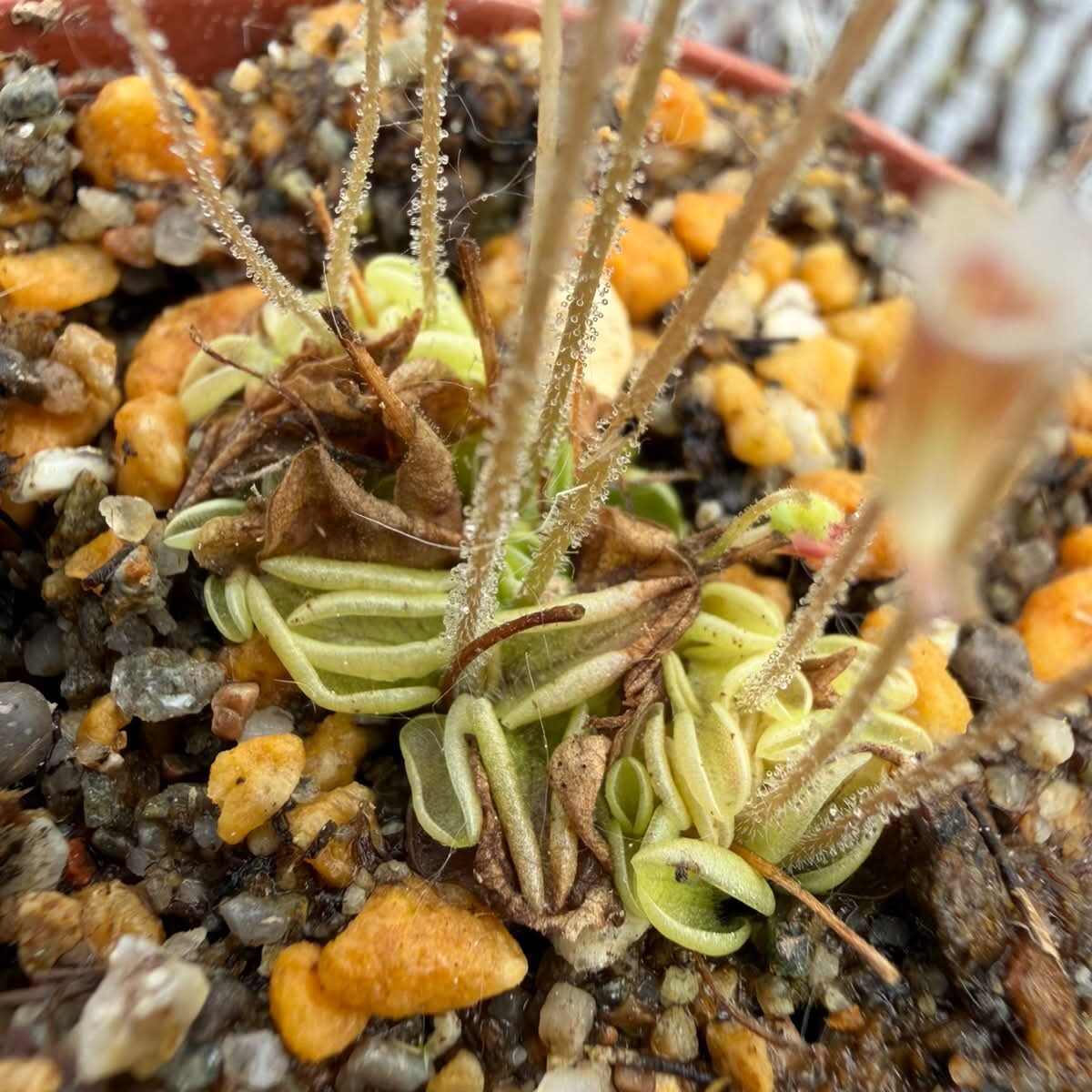 Pinguicula lusitanica