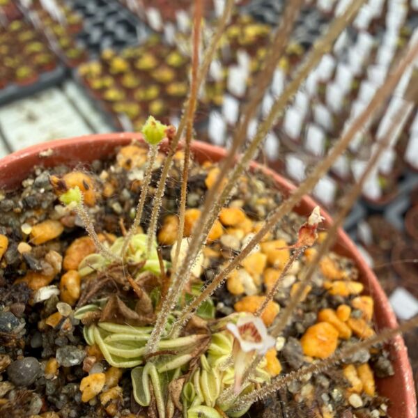 Pinguicula lusitanica
