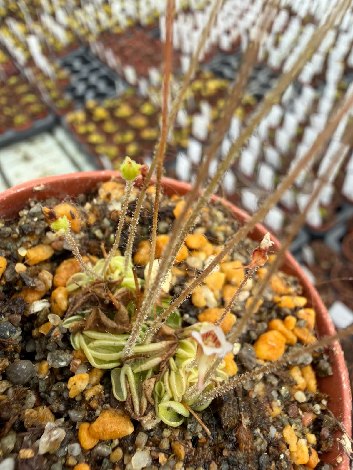 Pinguicula lusitanica