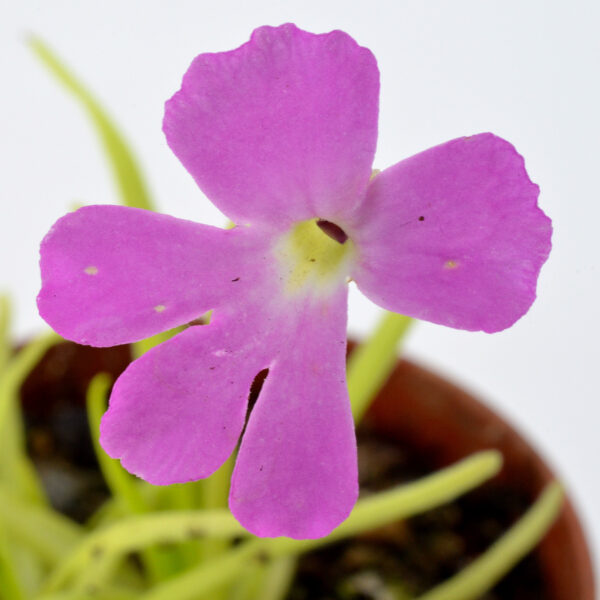 Pinguicula moctezumae