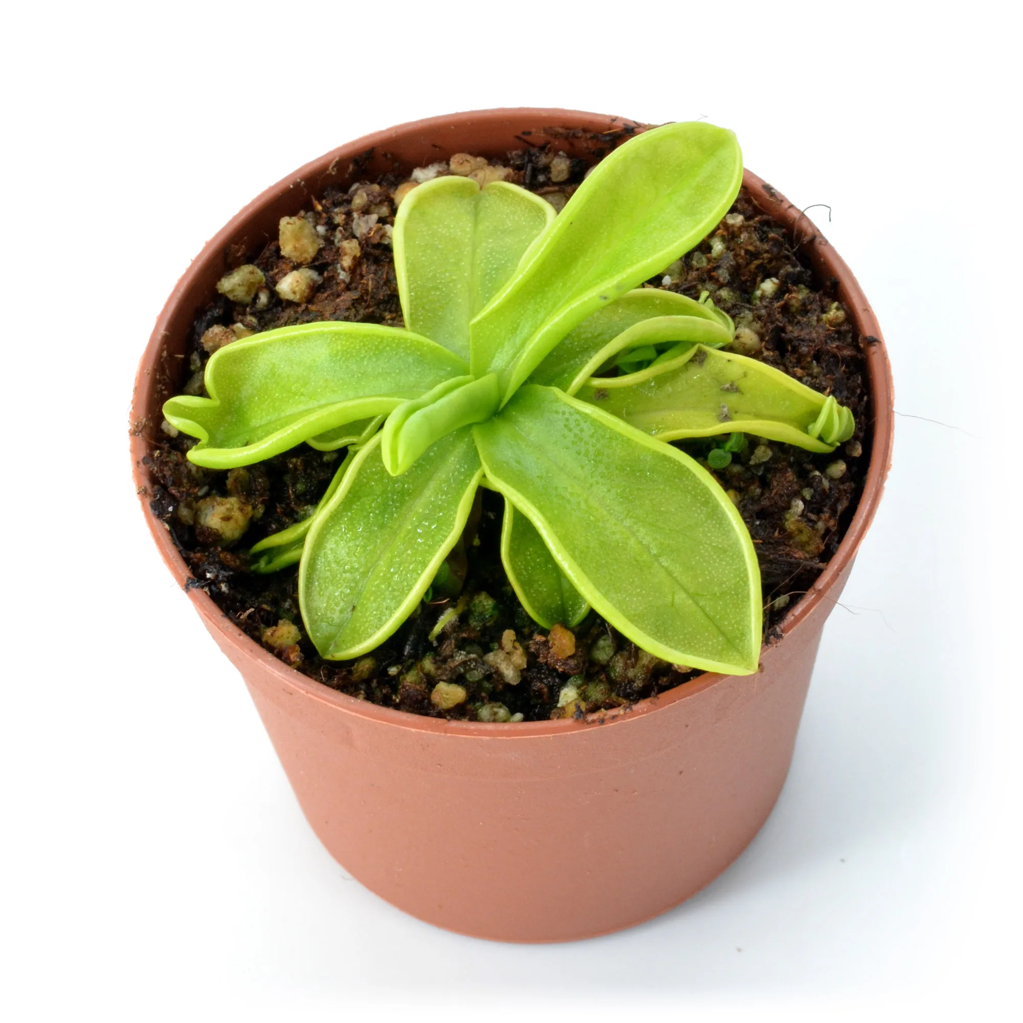 Pinguicula (winter hardy)