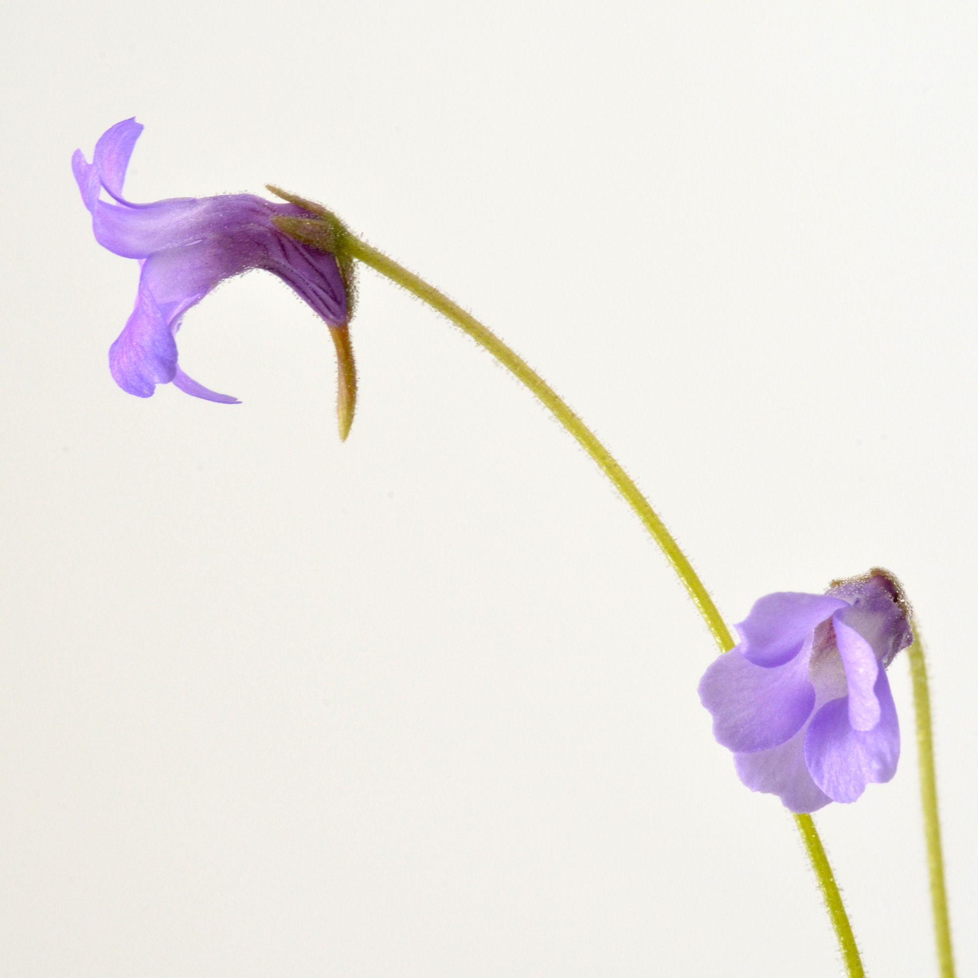 Pinguicula pumila “Violet Flower”