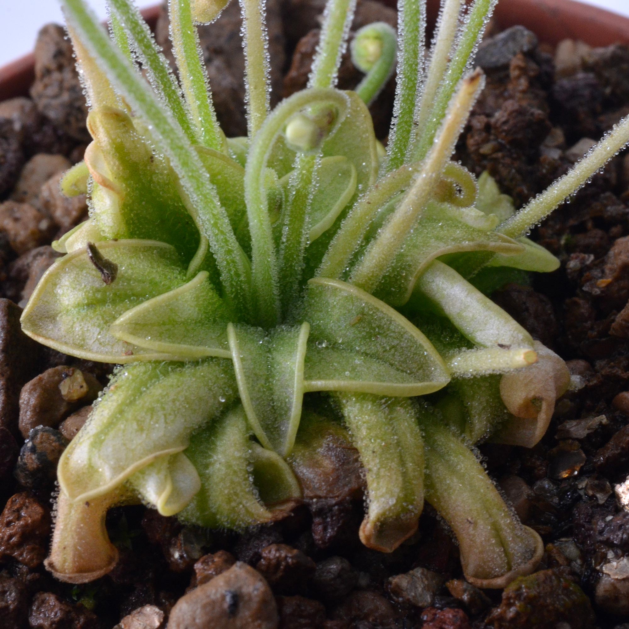 Pinguicula pumila “Violet Flower”