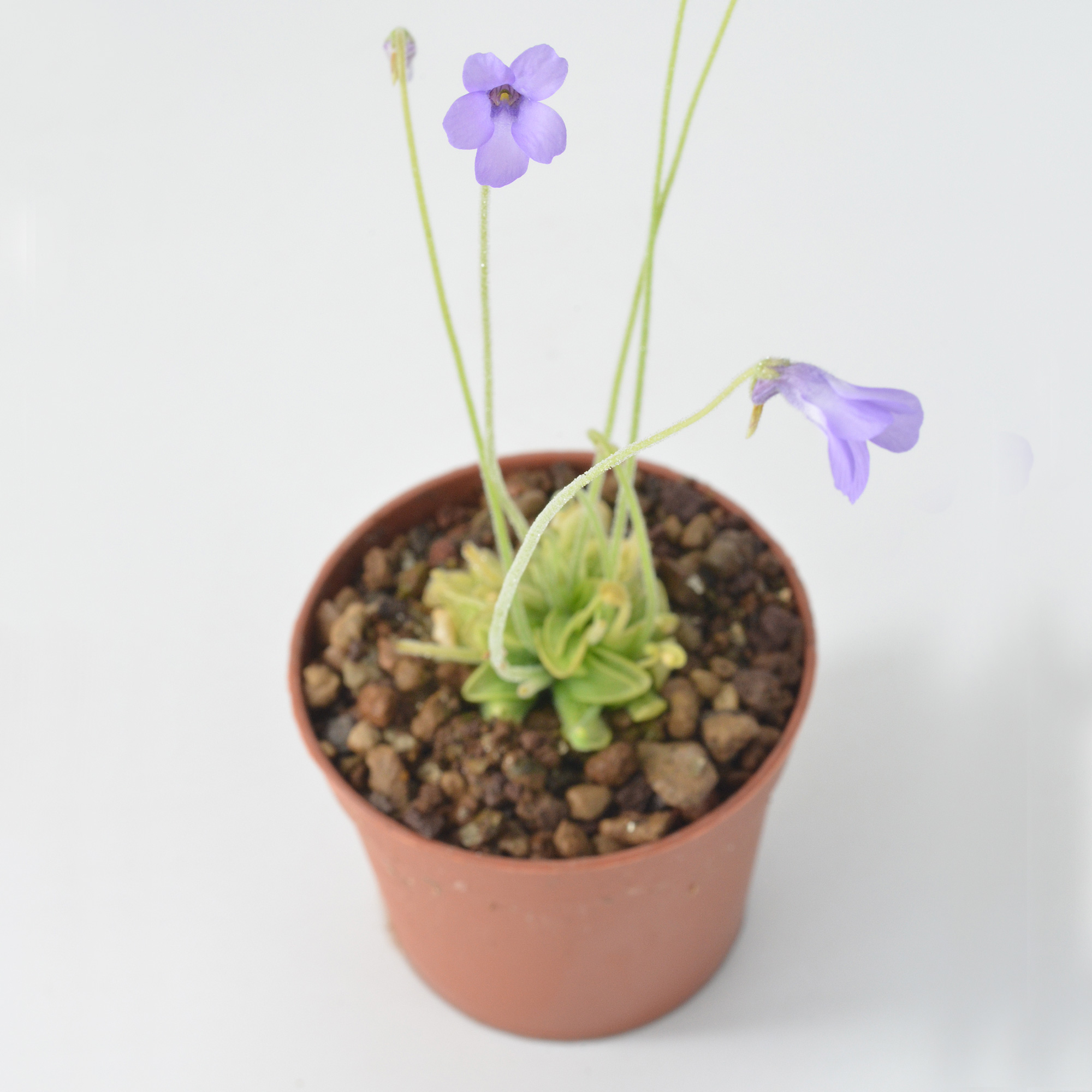 Pinguicula pumila “Violet Flower”