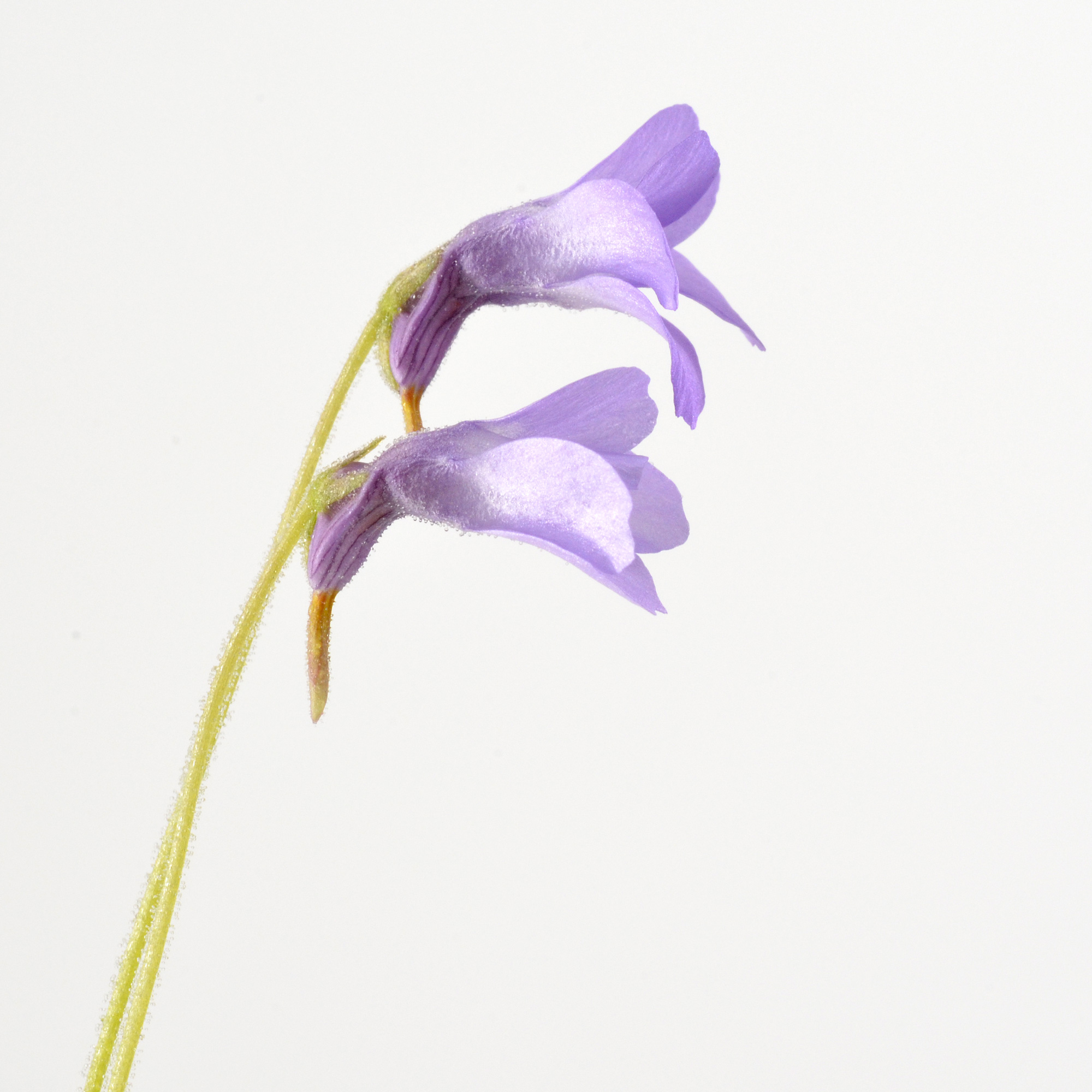 Pinguicula pumila “Violet Flower”