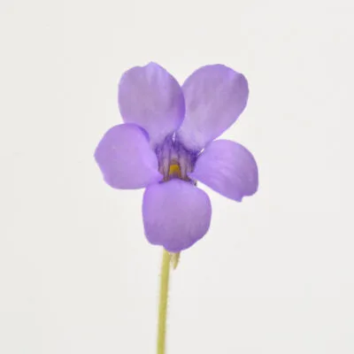 Pinguicula pumila “Violet Flower”