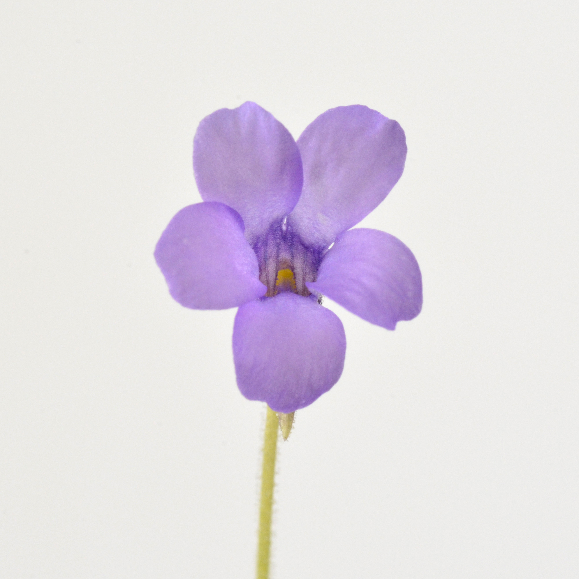Pinguicula pumila “Violet Flower”
