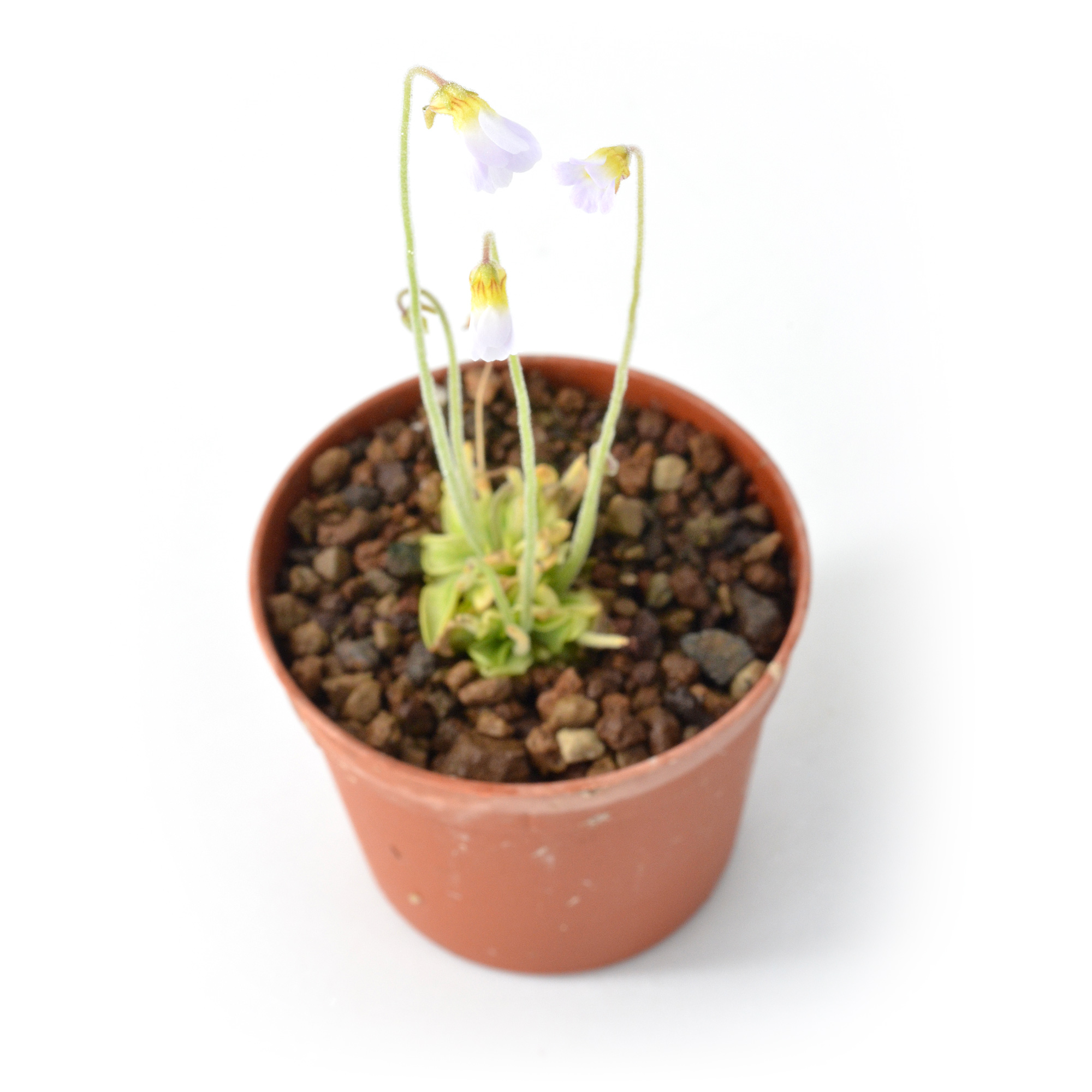 Pinguicula pumila “White Flower”
