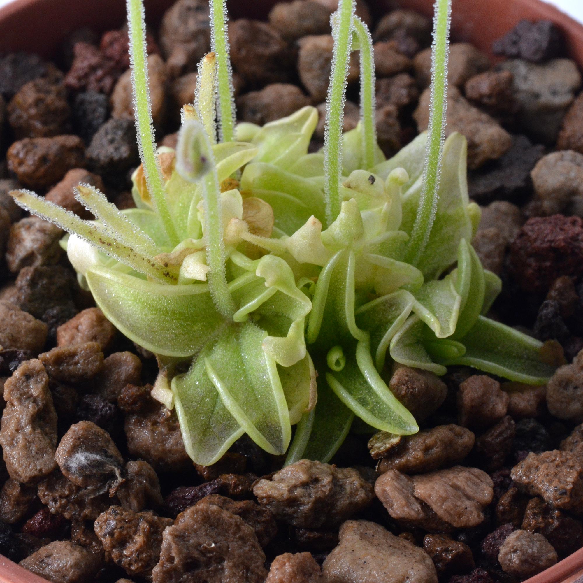Pinguicula pumila “White Flower”