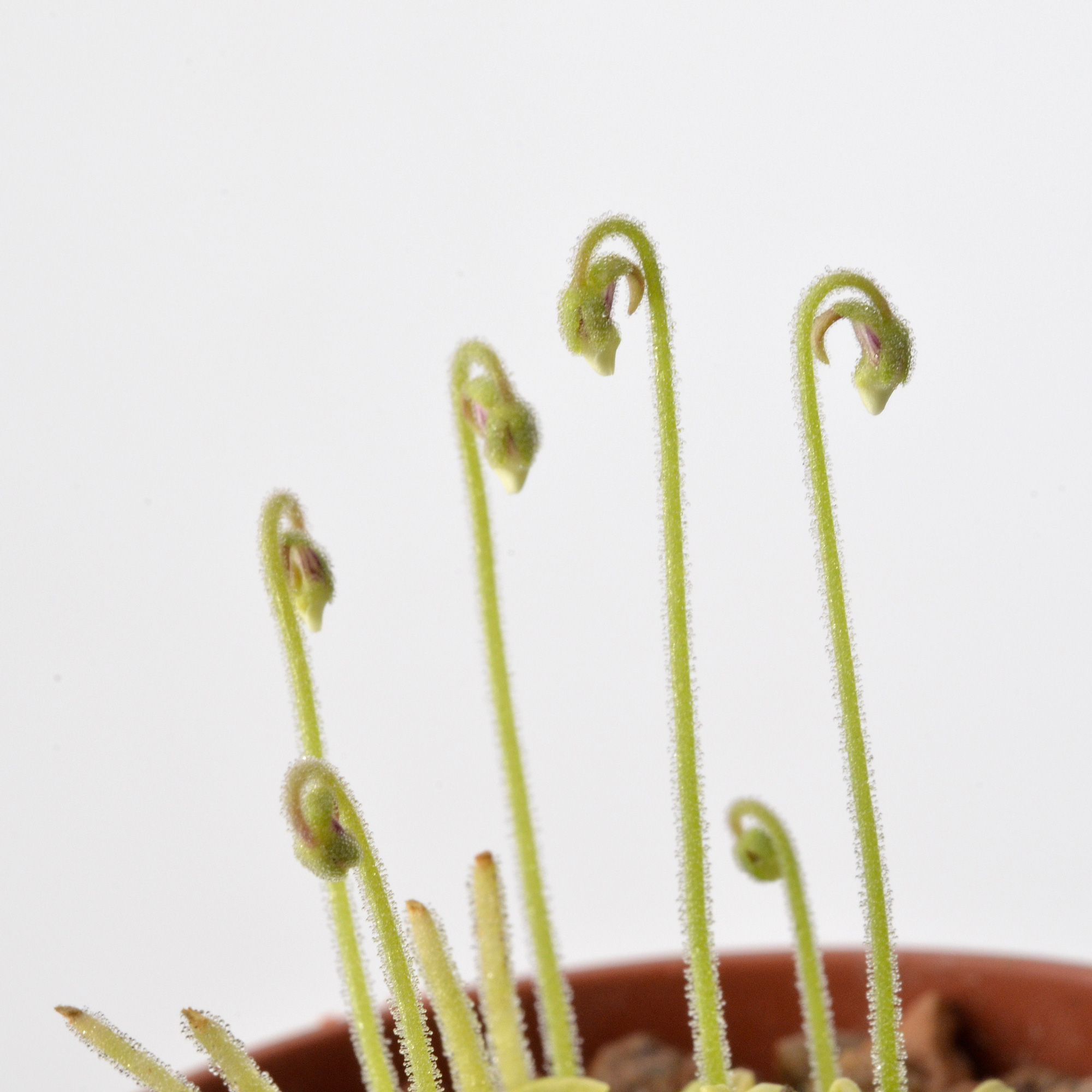 Pinguicula pumila “White Flower”