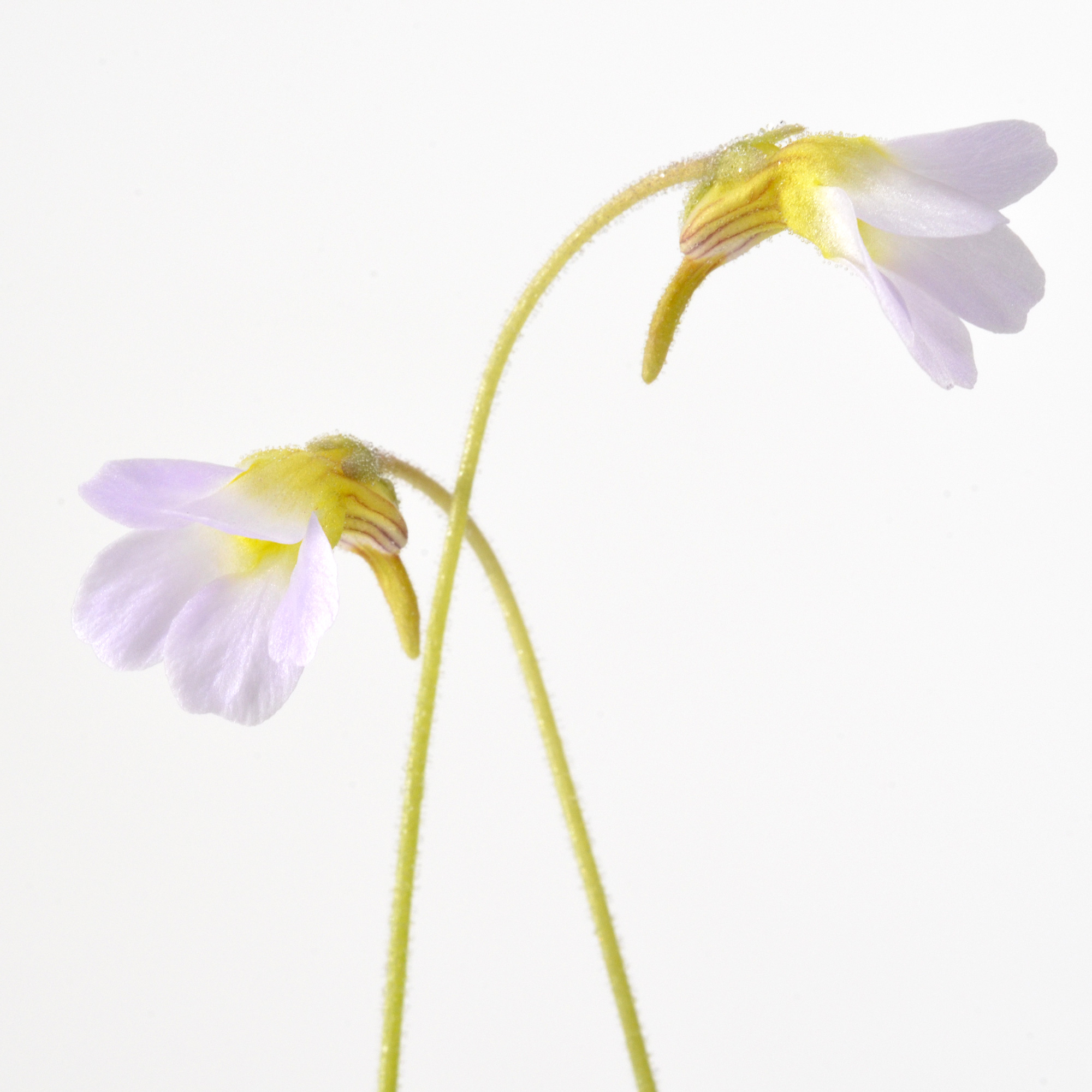 Pinguicula pumila “White Flower”