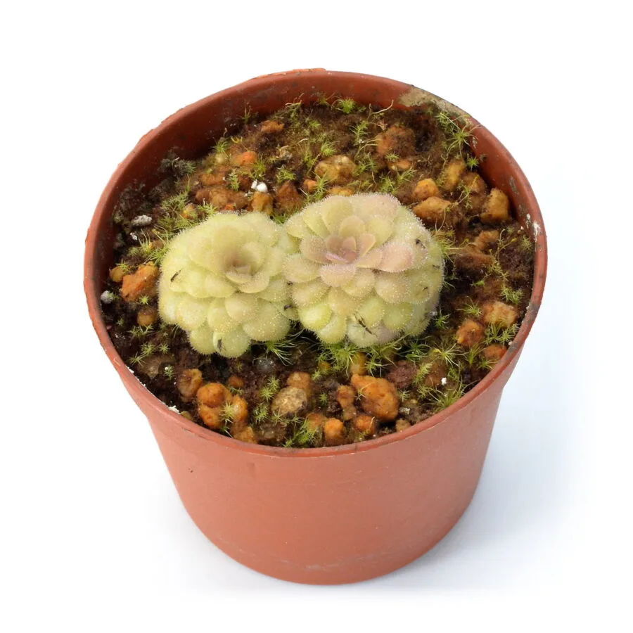 Pinguicula sp. Huatla
