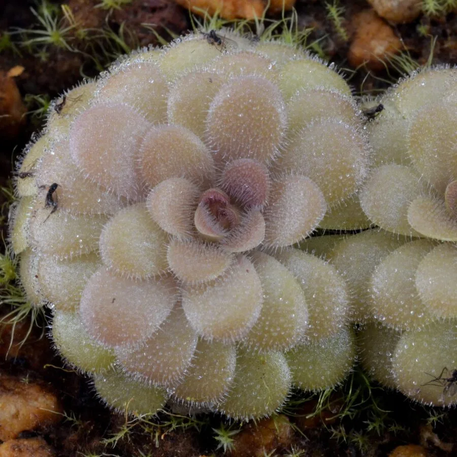 Pinguicula sp. Huatla