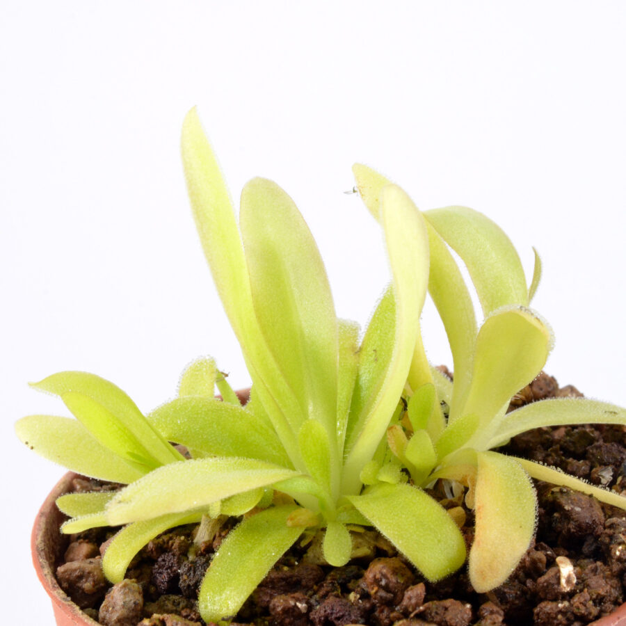 Pinguicula x “Aphrodite” DSC_0704