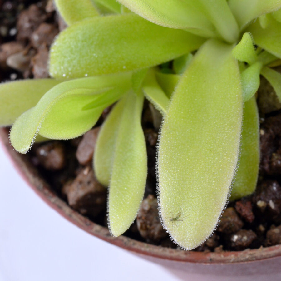 Pinguicula x “Aphrodite” DSC_0704