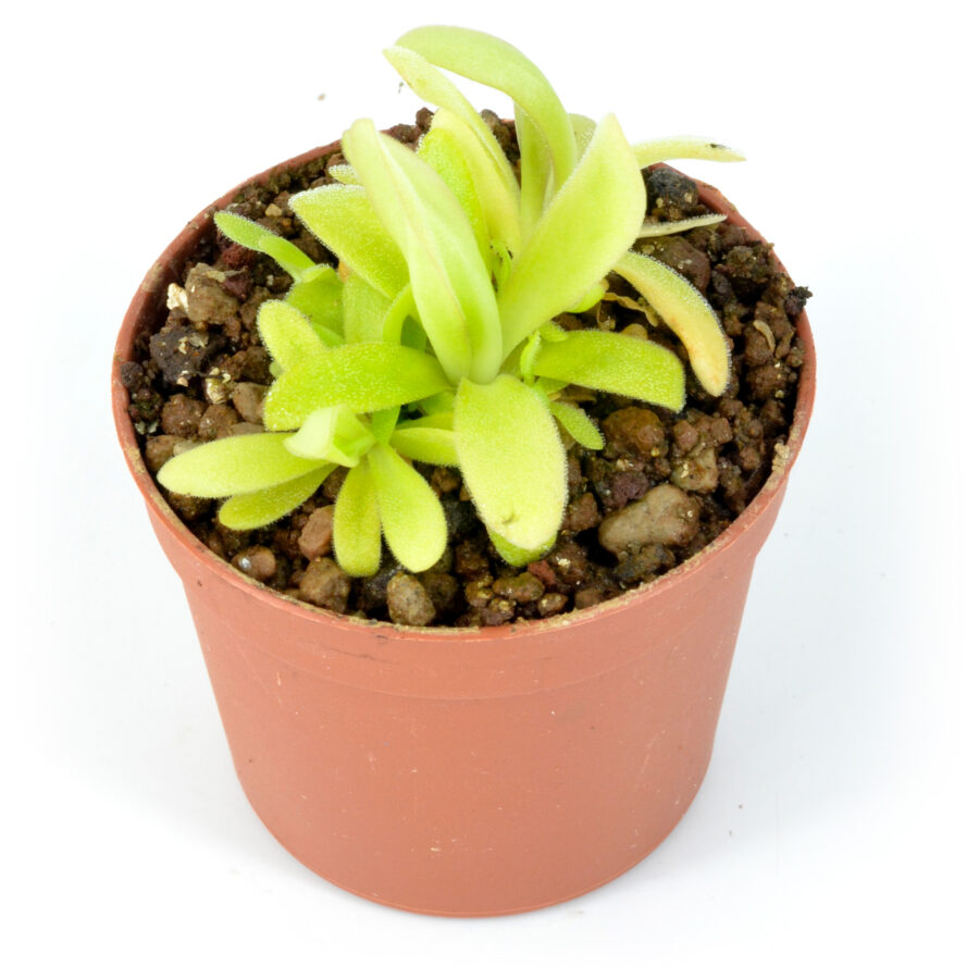 Pinguicula x “Aphrodite” DSC_0704