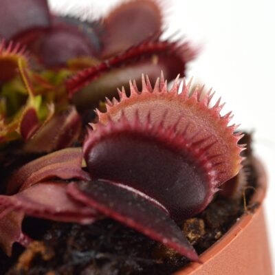 Pink-Venus‘-x-'Ghost-#10