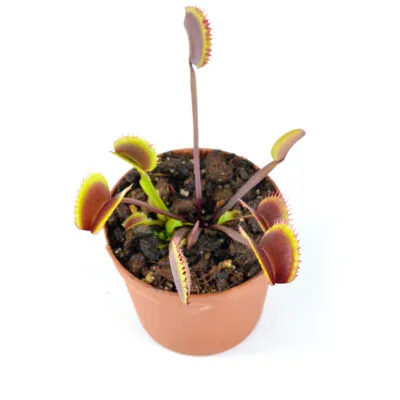 Pink-Venus‘-x-'Ghost-#10