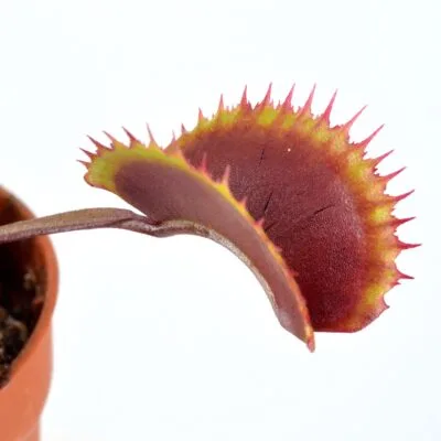 Pink-Venus‘-x-'Ghost-#10