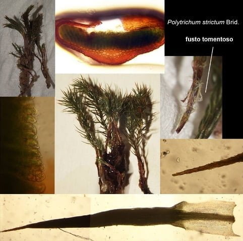 Polytrichum strictum