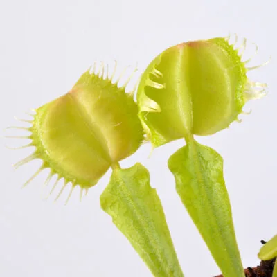 'Prypiat'