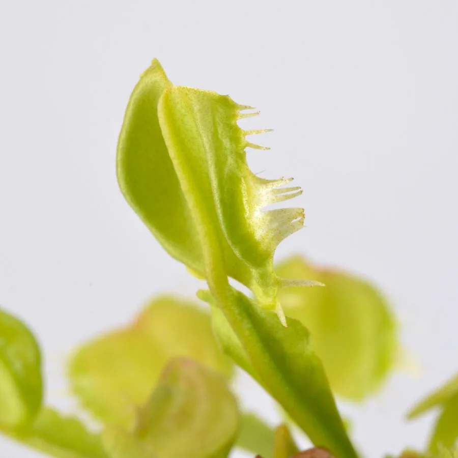 'Prypiat'
