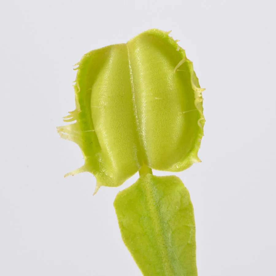 'Prypiat'