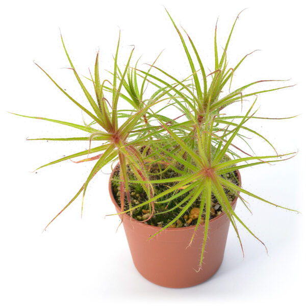 Roridula gorgonias