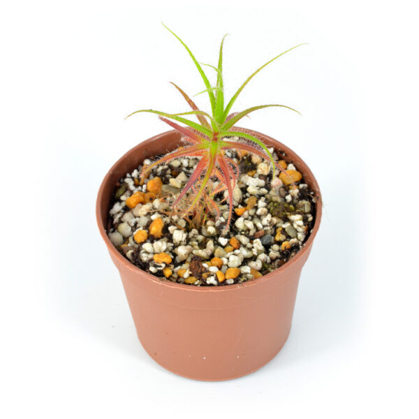 Roridula gorgonias