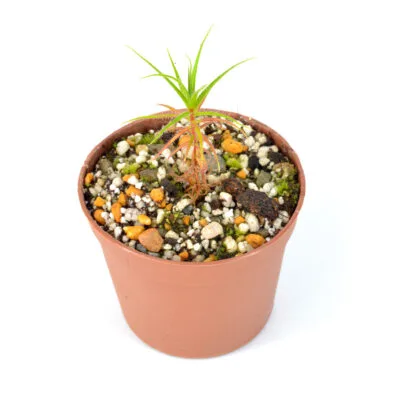 Roridula-gorgonias