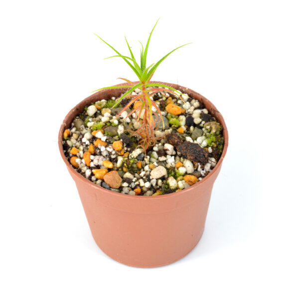 Roridula-gorgonias