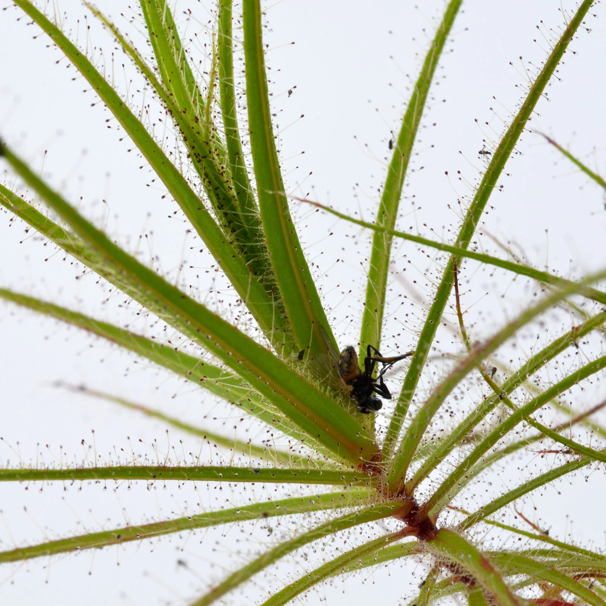 Roridula gorgonias