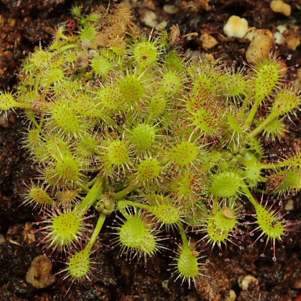 Drosera anglica