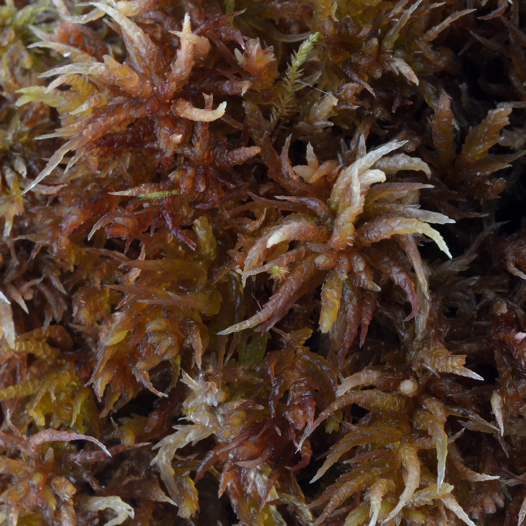 Sphagnum moss
