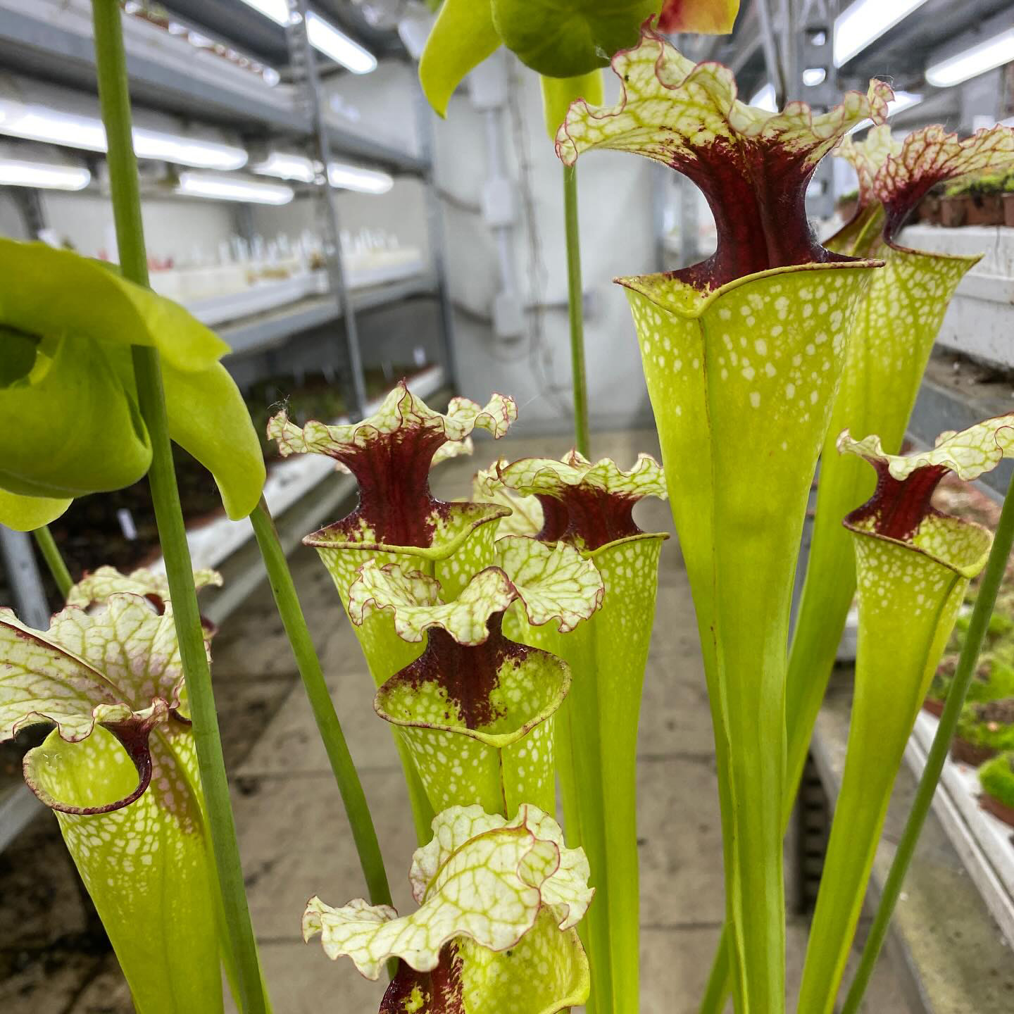 Sarracenia x "Sanguinea Nivalis" DFH130