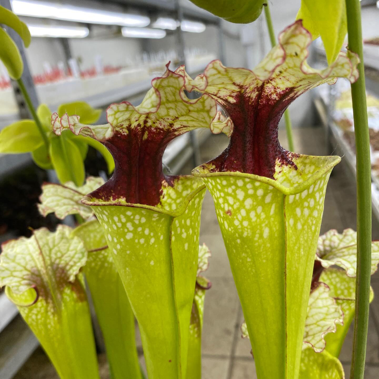 Sarracenia x "Sanguinea Nivalis" DFH130