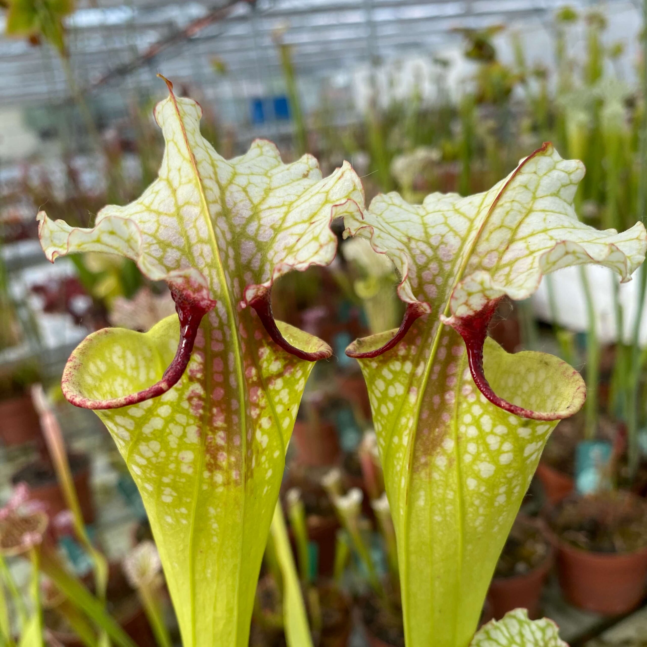 Sarracenia x "Sanguinea Nivalis" DFH130