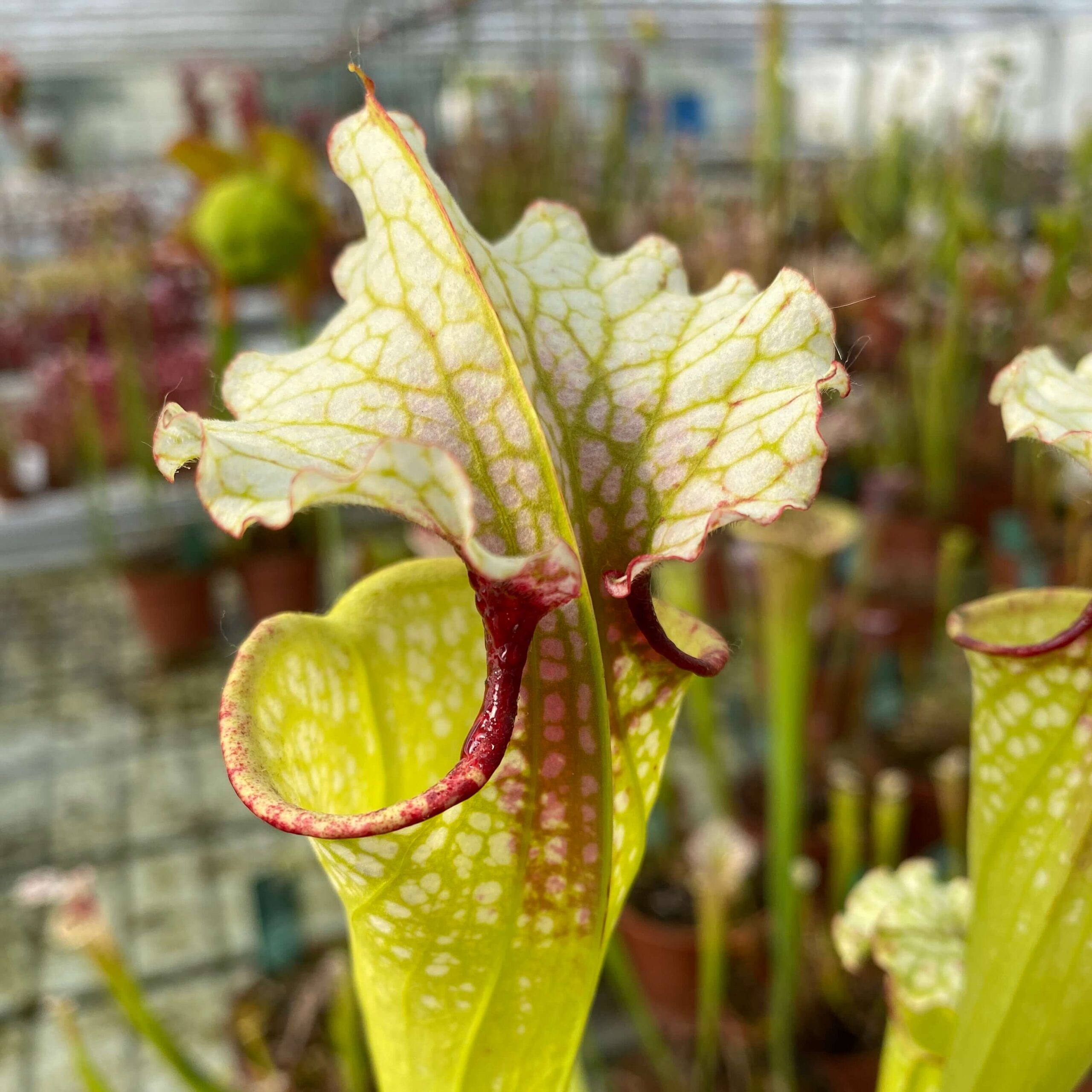 Sarracenia x "Sanguinea Nivalis" DFH130