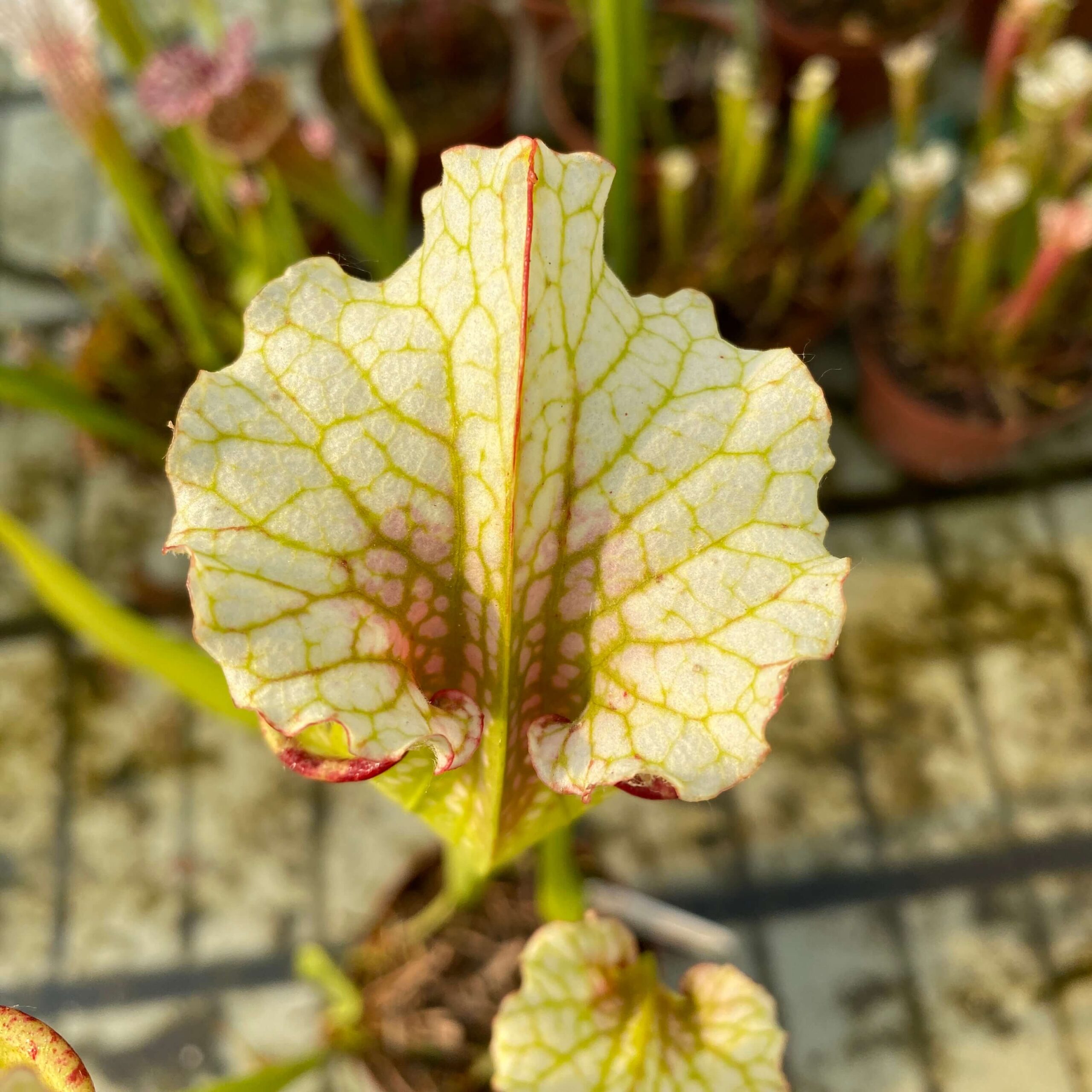 Sarracenia x "Sanguinea Nivalis" DFH130
