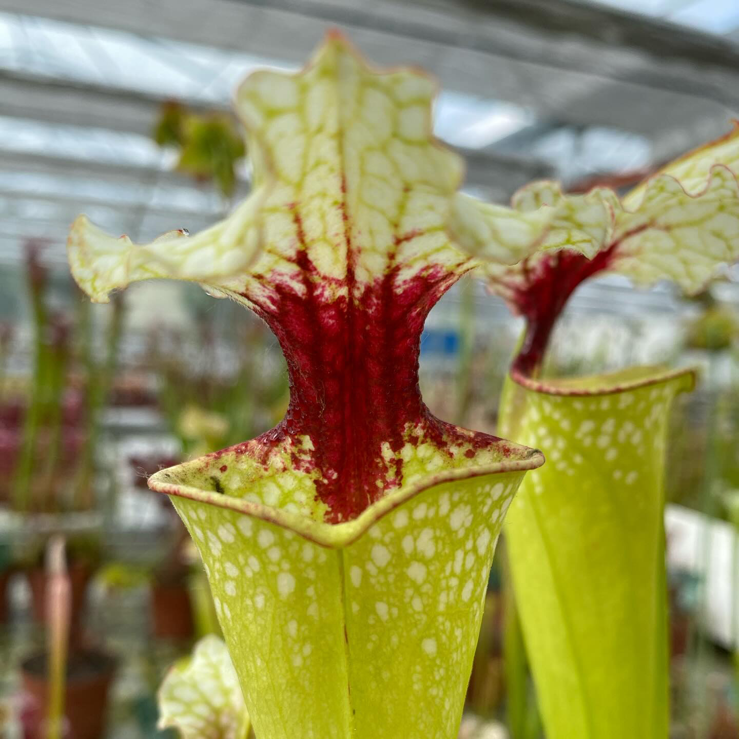 Sarracenia x "Sanguinea Nivalis" DFH130