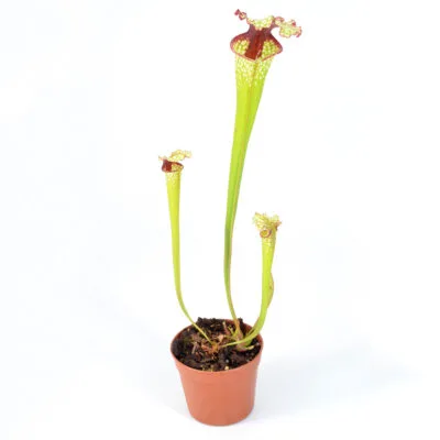 Sarracenia x "Sanguinea Nivalis" DFH130