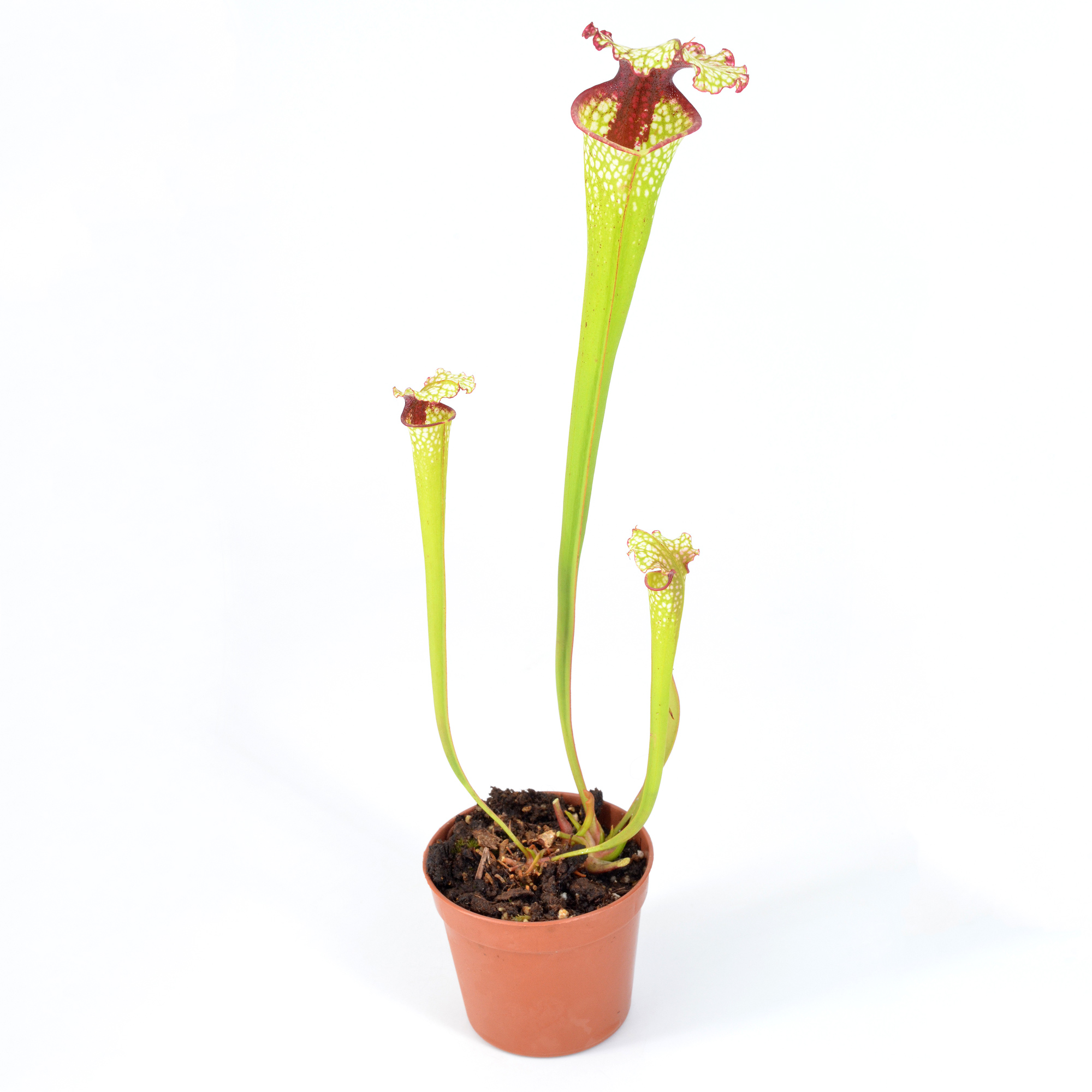 Sarracenia x "Sanguinea Nivalis" DFH130